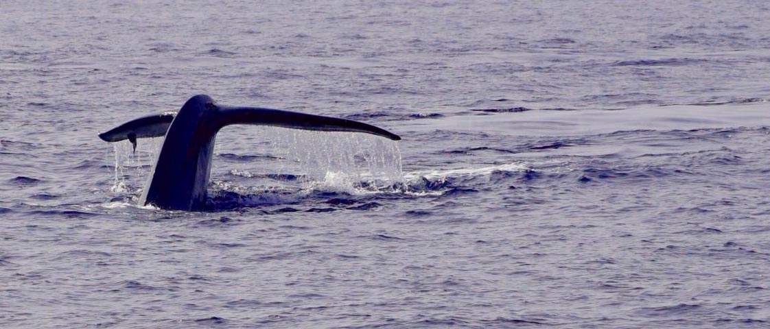 Whale Watching in Mirissa